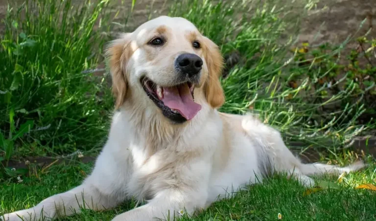 Golden retriever leżący na trawie