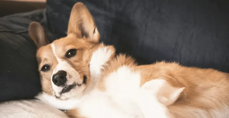 Welsh Corgi Cardigan leżący na kanapie