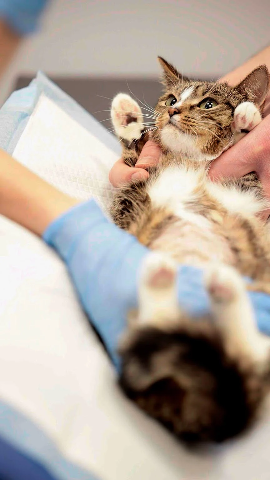 Kot podczas badania w pogotowiu weterynaryjnym Redline