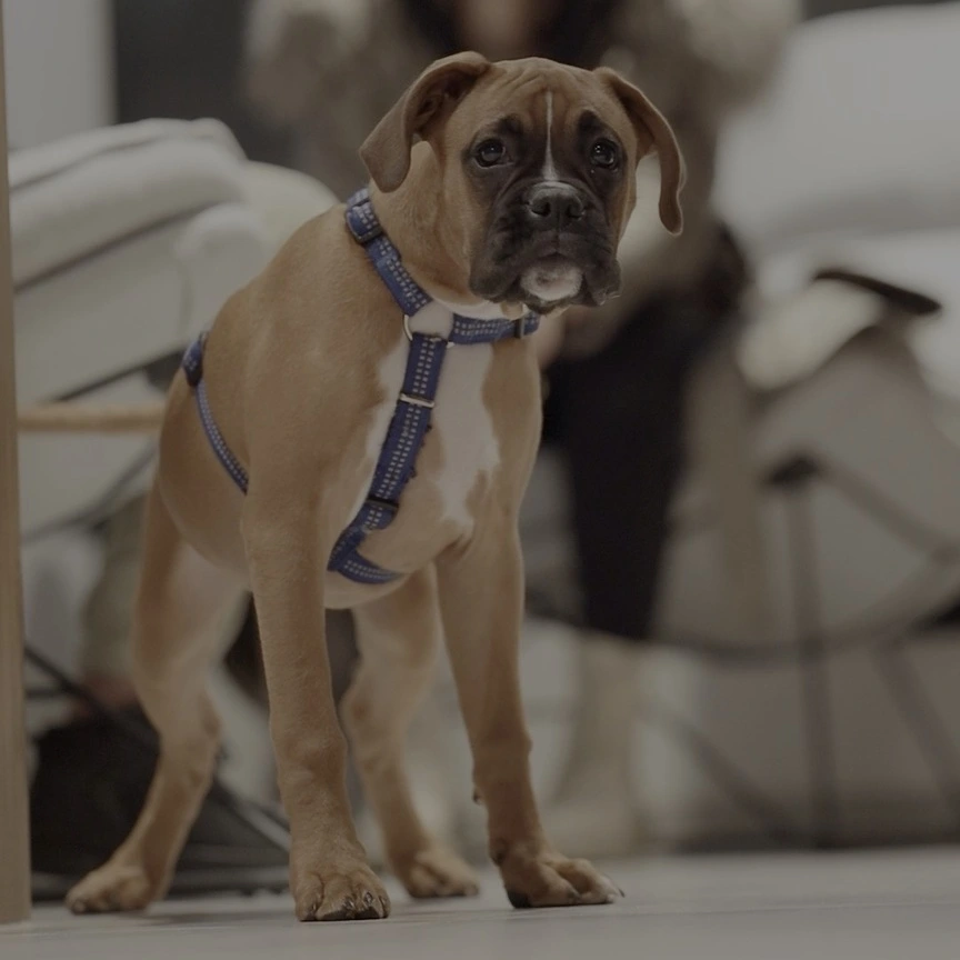 Brązowy pies bokser stojący w poczekalni kliniki weterynaryjnej Redline