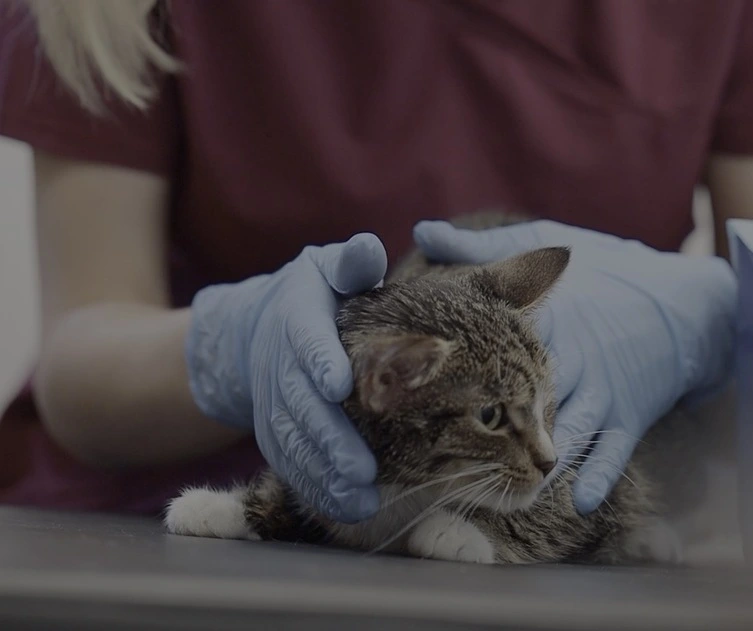 Kot leżący na kozetce w objęciach weterynarza