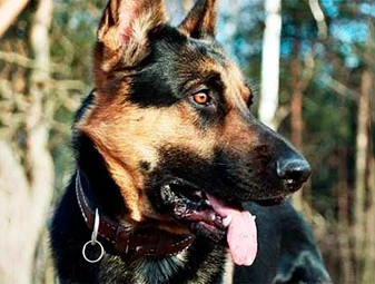 Owczarek niemiecki (głowa) pozujący do zdjęcia dla kliniki Redline