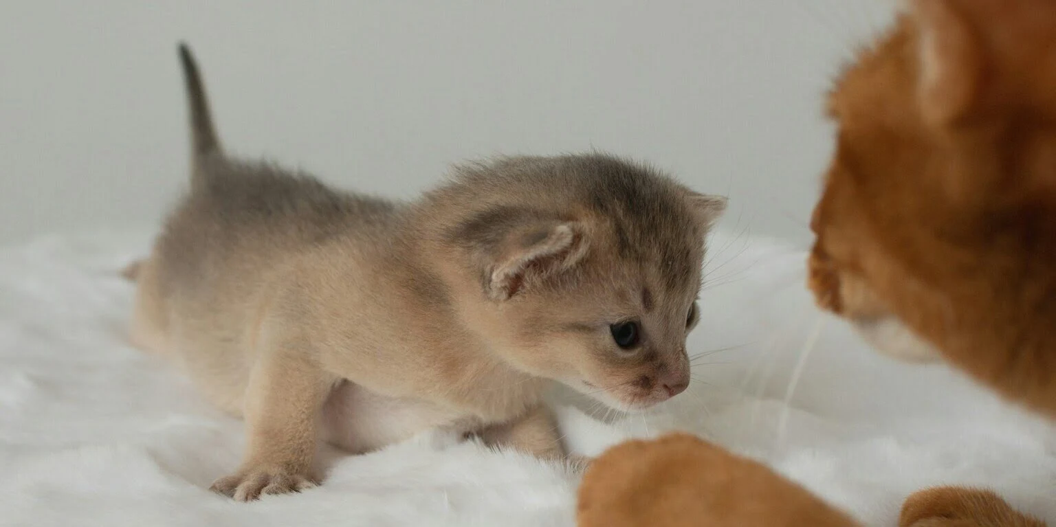 Jak przebiega ciąża u kotki? Poradnik dla właścicieli